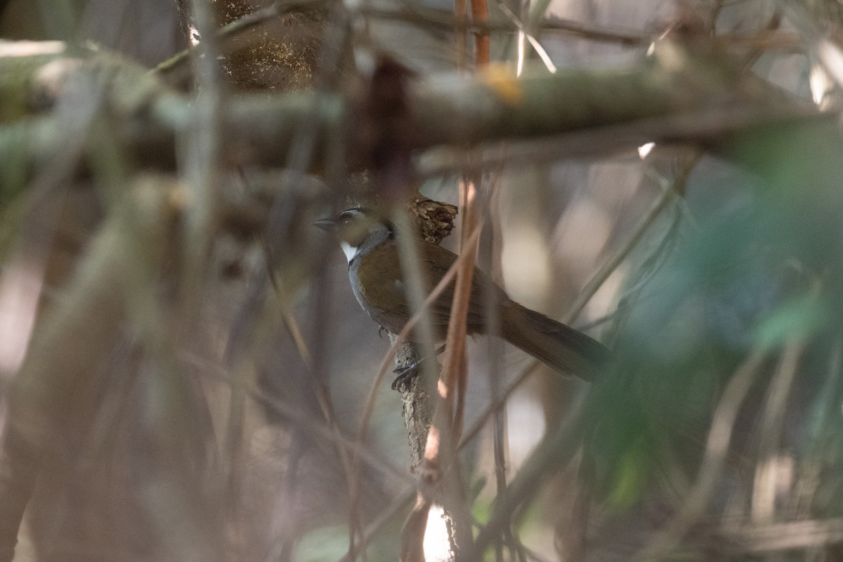 Sierra Nevada Brushfinch - ML616869906