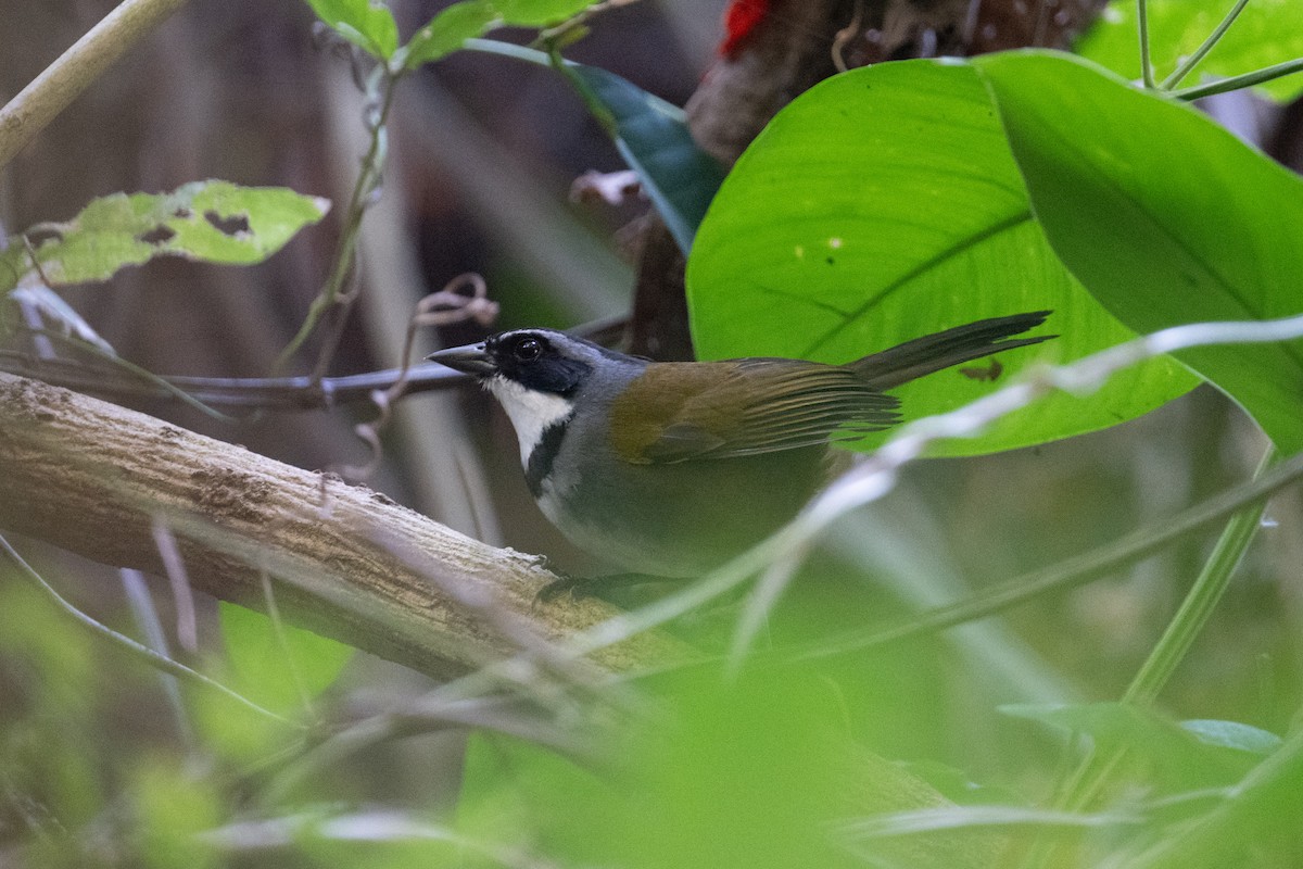 Sierra Nevada Brushfinch - ML616869907