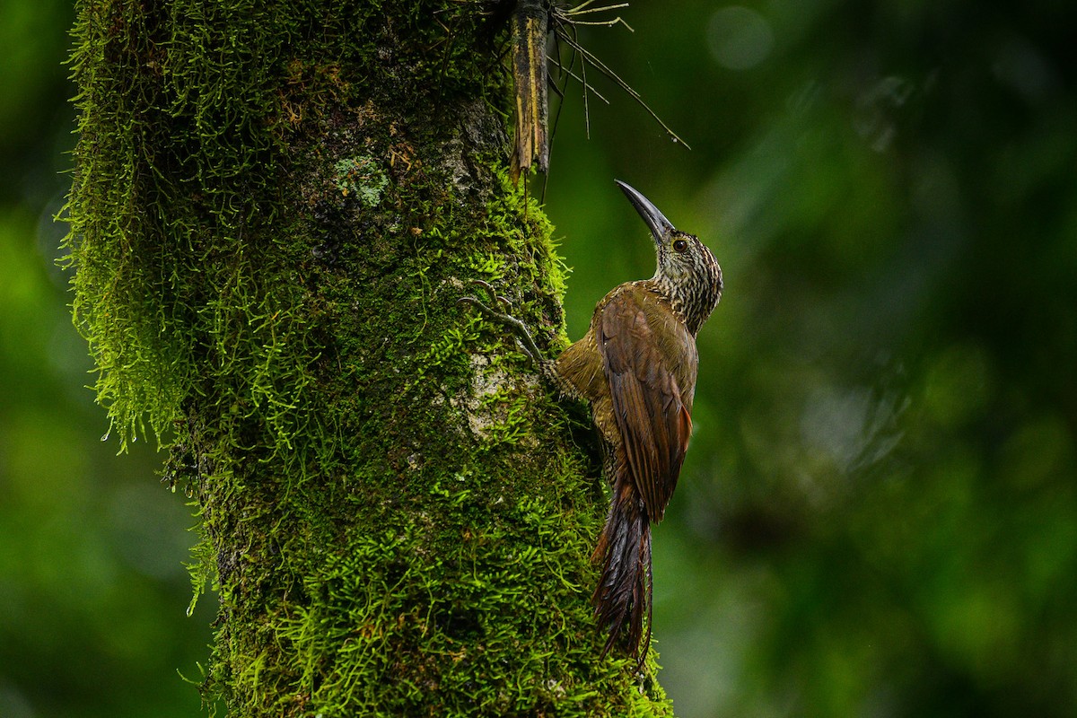 White-throated Woodcreeper - ML616869919