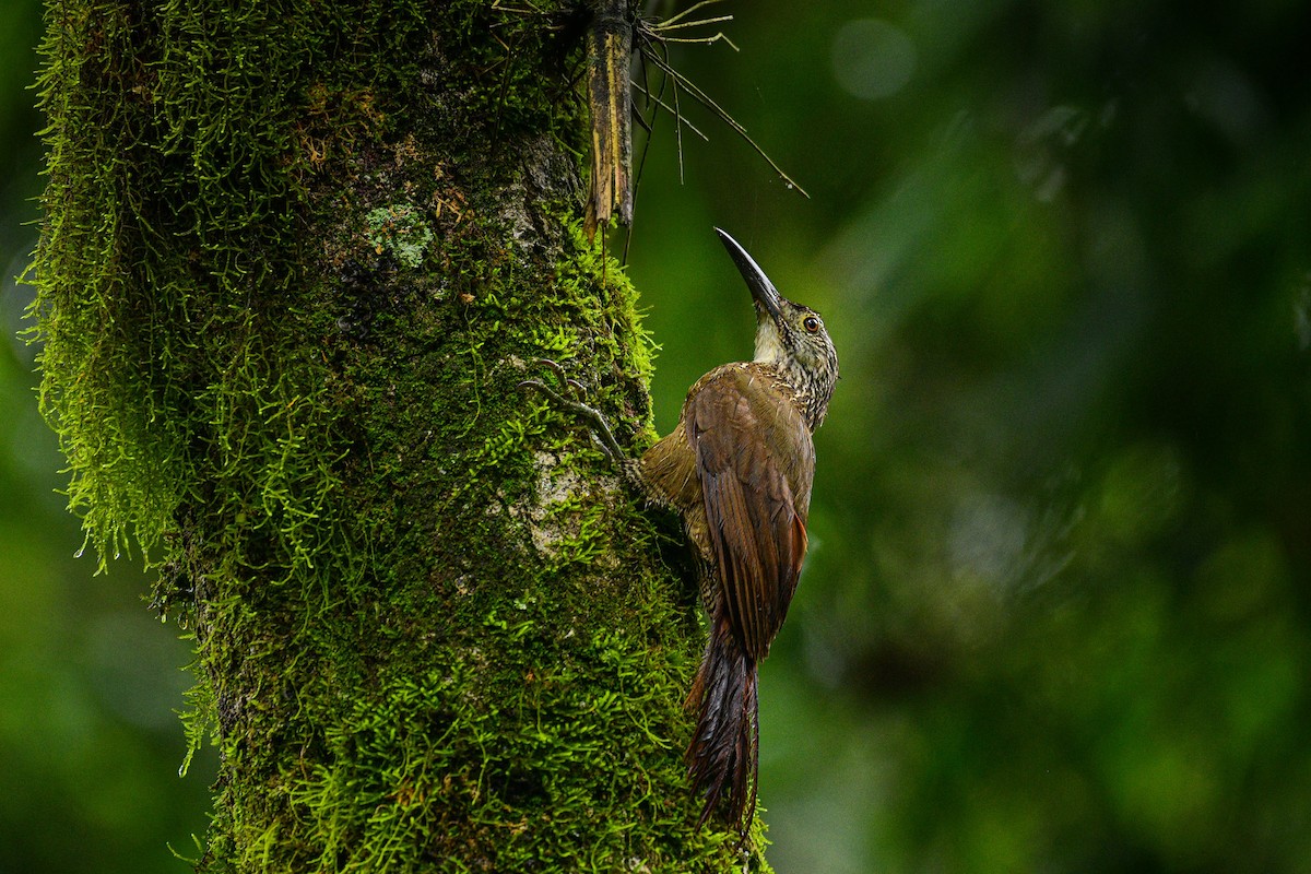 White-throated Woodcreeper - ML616869920