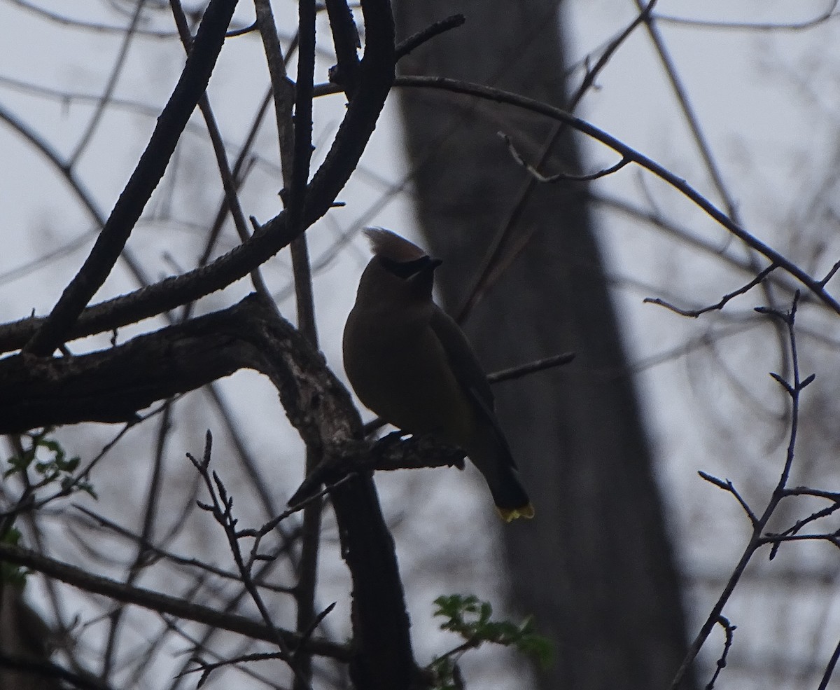 Cedar Waxwing - ML616869936