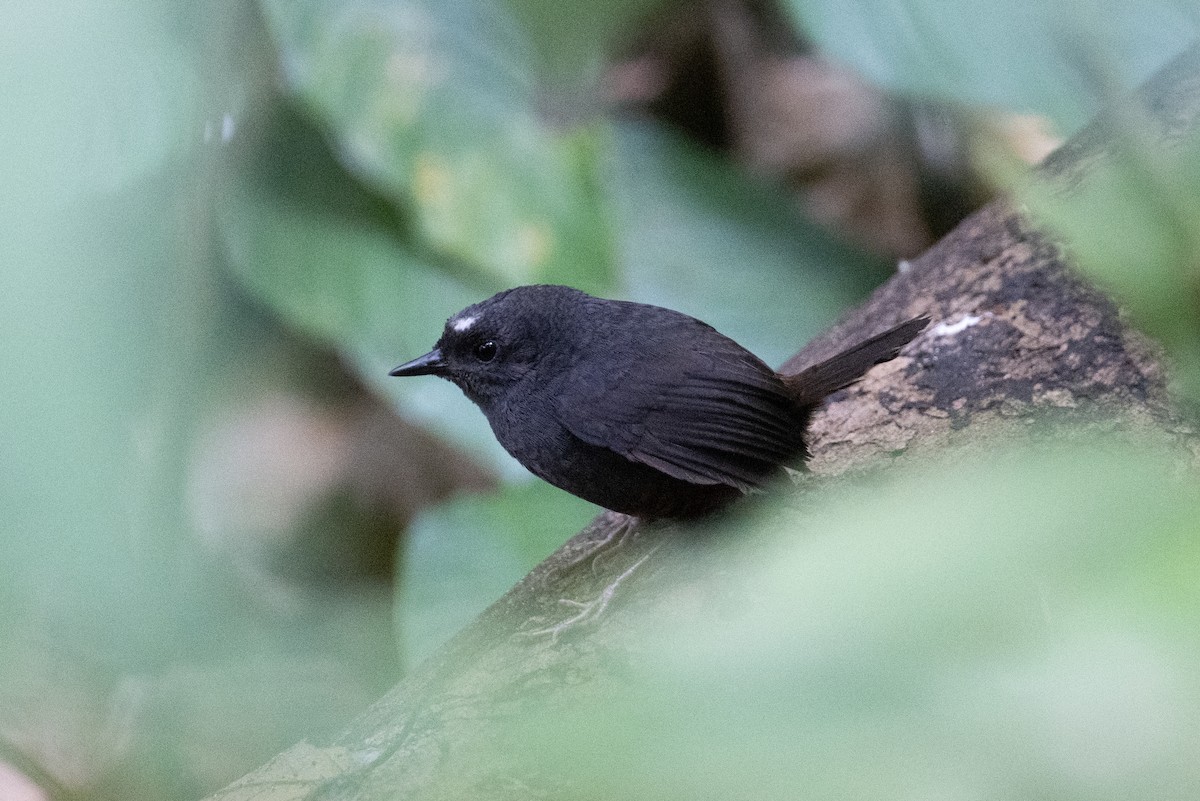 Santa Marta Tapaculo - ML616869950