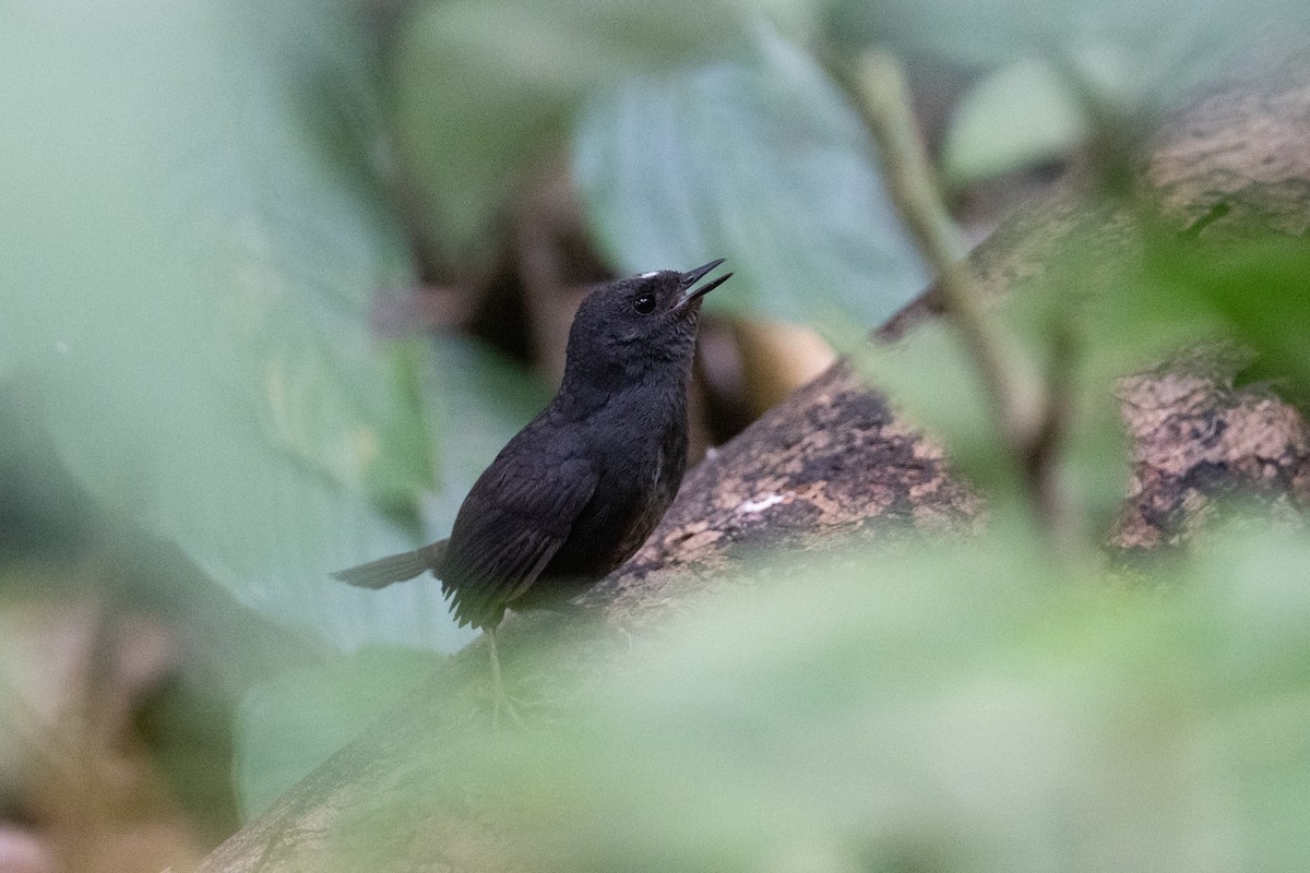 Santa-Marta-Tapaculo - ML616869955