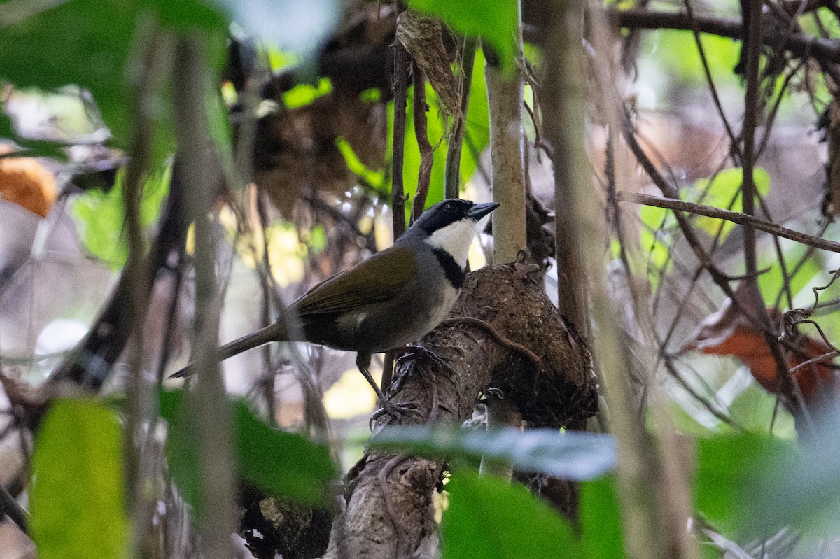 Sierra Nevada Brushfinch - ML616869992