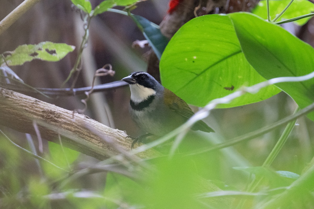 Sierra Nevada Brushfinch - ML616869994