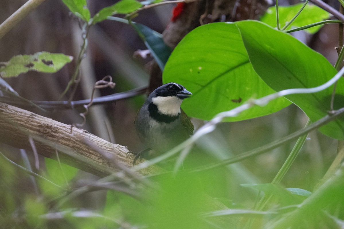 Sierra Nevada Brushfinch - ML616869995