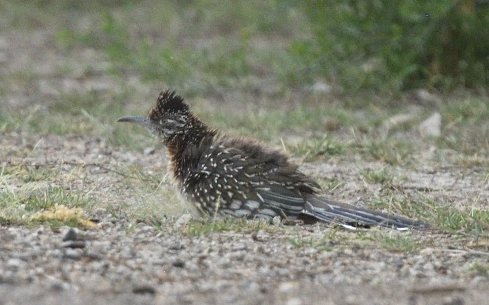 Greater Roadrunner - Steve Goodbred