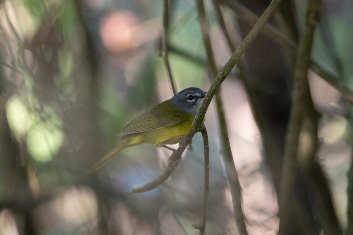 White-lored Warbler - John C. Mittermeier