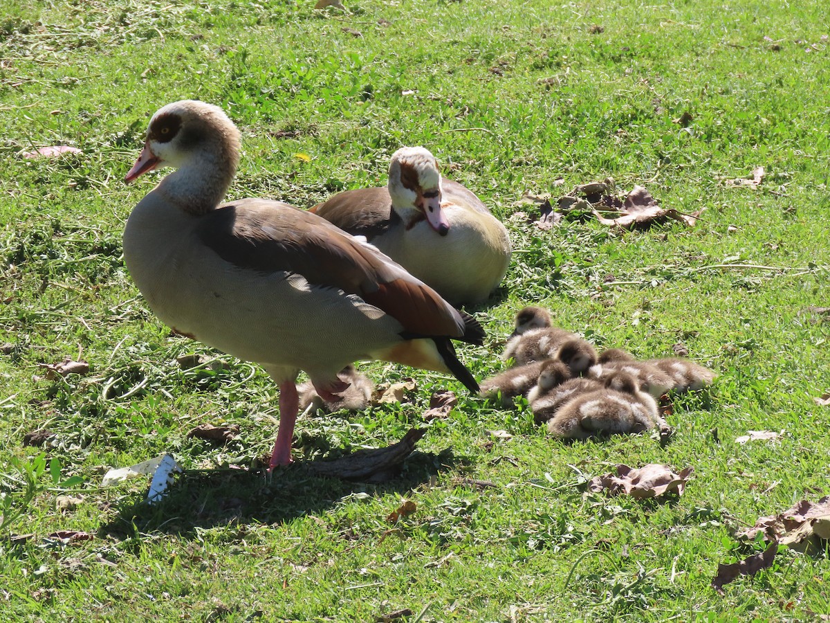 Egyptian Goose - ML616870044