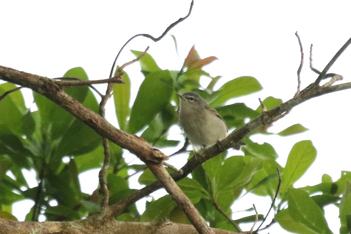 Philadelphia Vireo - Yury Shashenko