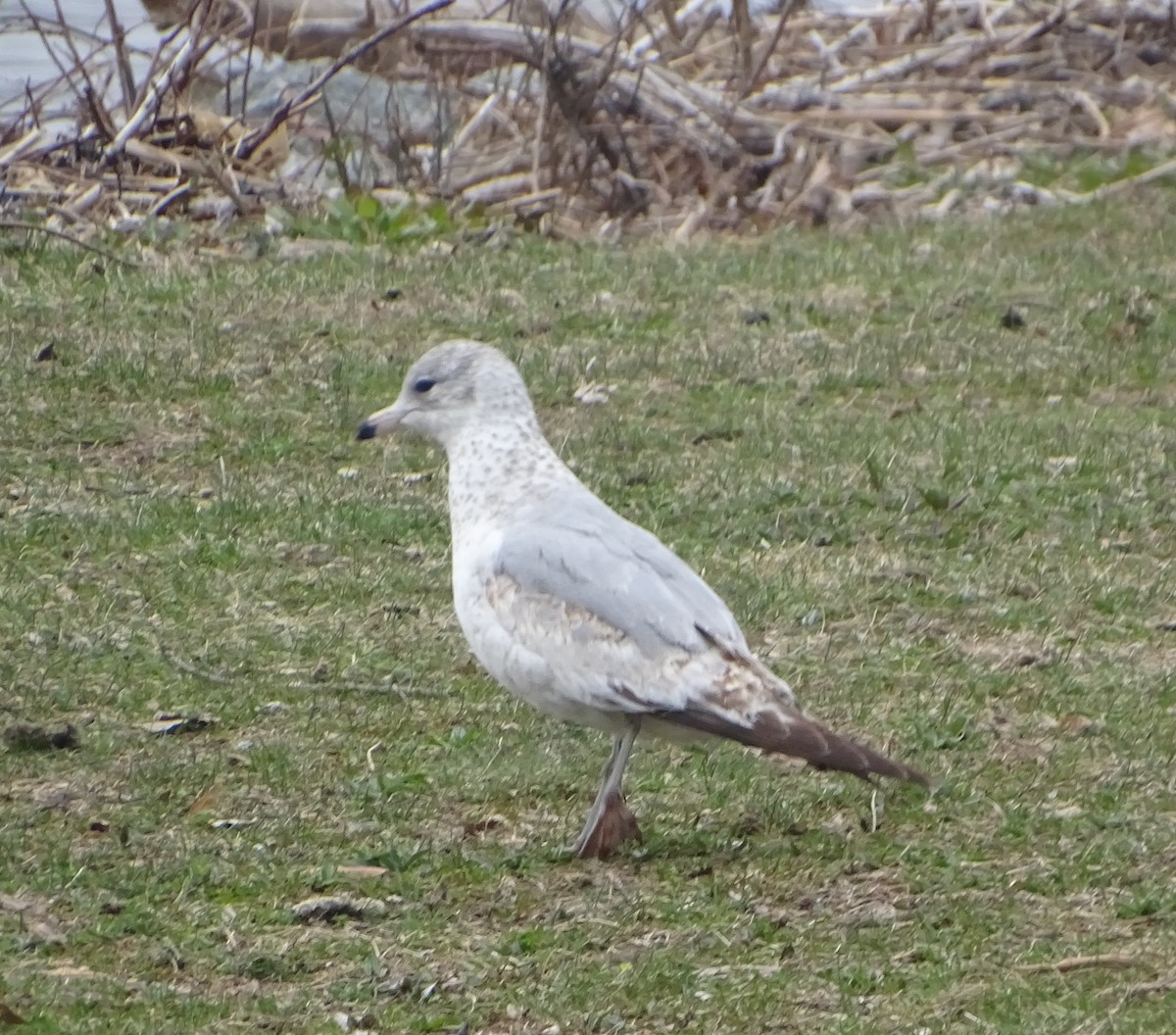 Ring-billed Gull - Robert Solomon