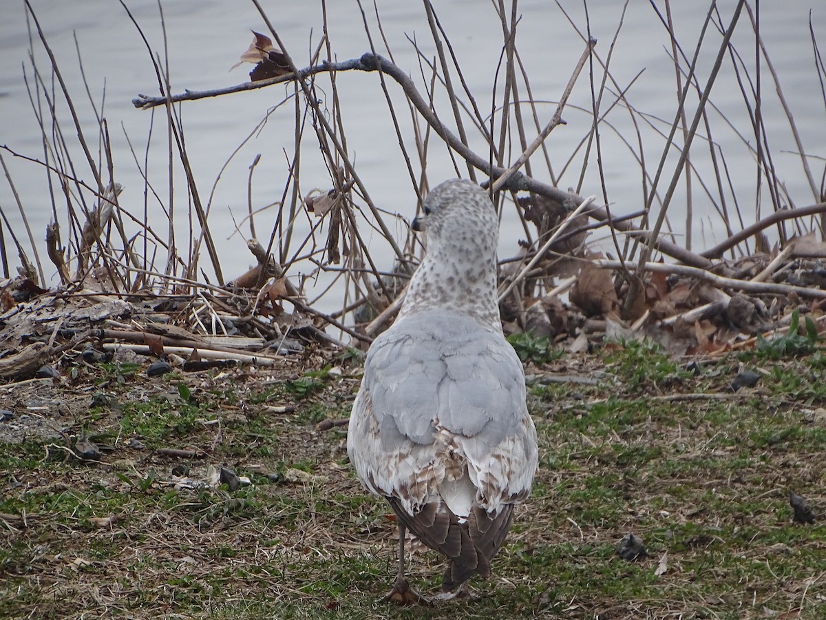 Ring-billed Gull - ML616870086