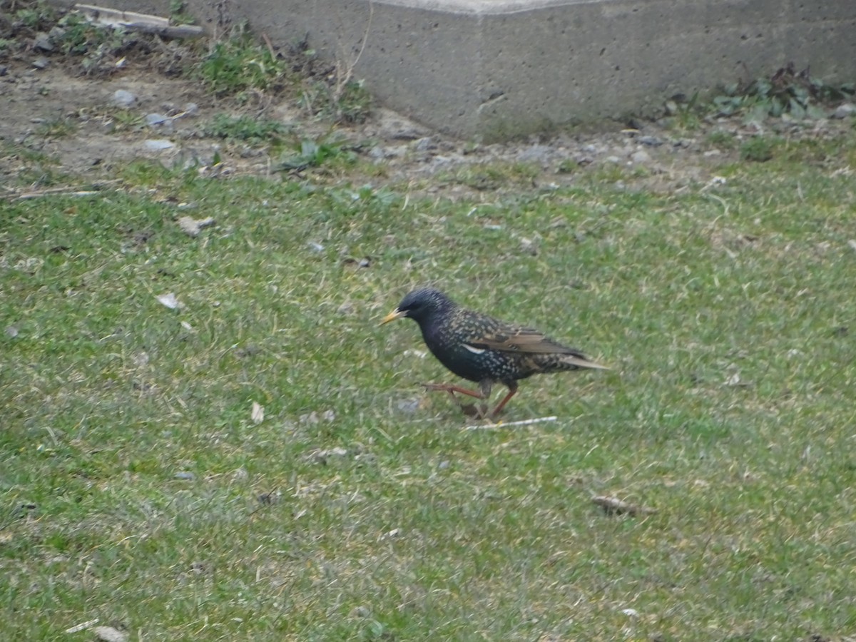 European Starling - ML616870102