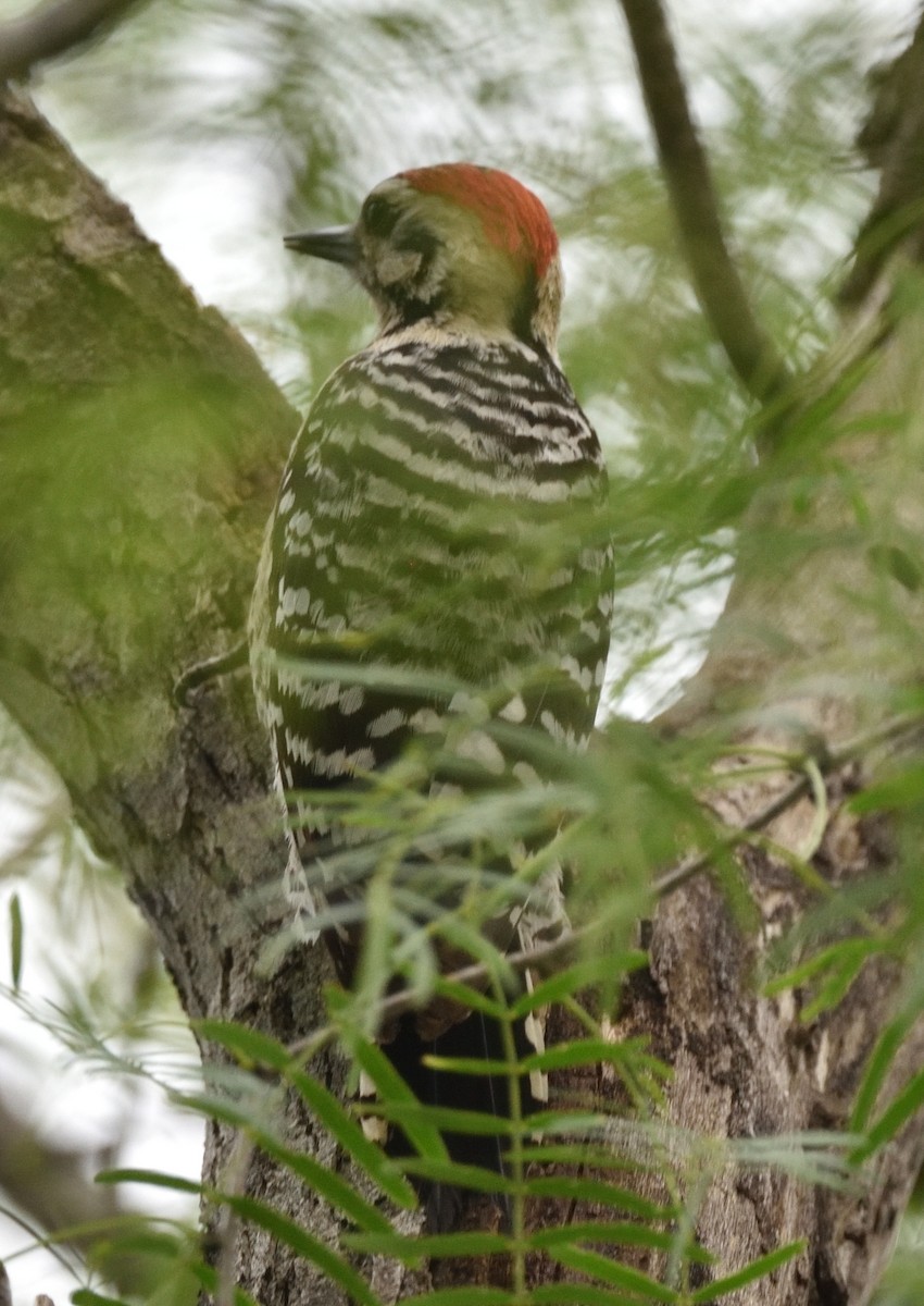 Ladder-backed Woodpecker - Steve Goodbred