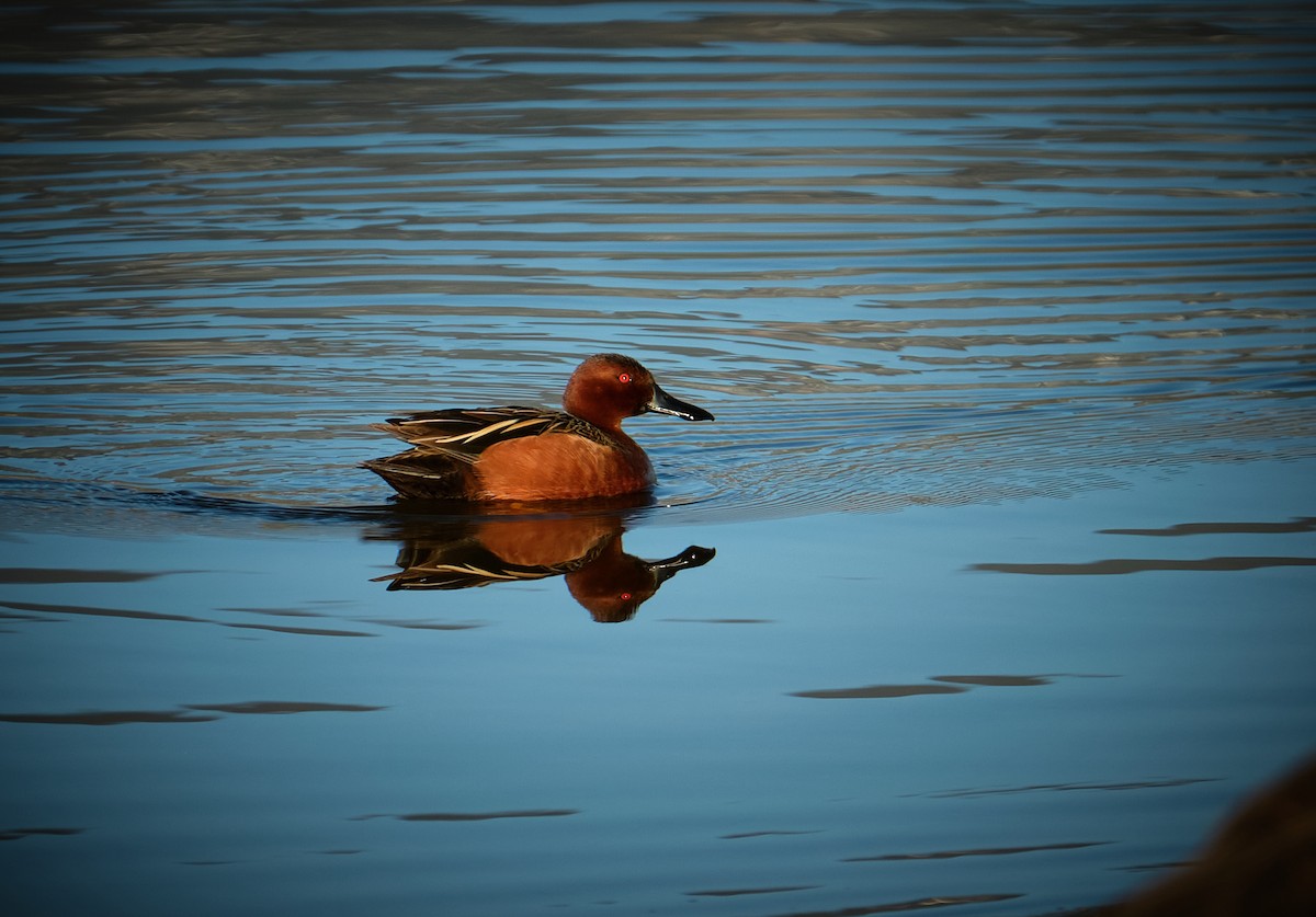 Cinnamon Teal - ML616870126