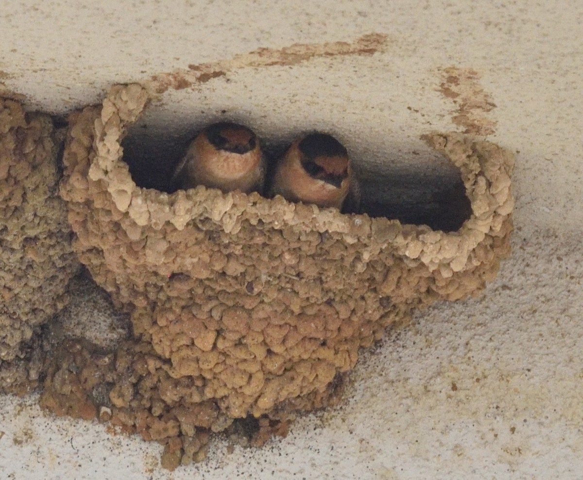 Cave Swallow - Steve Goodbred