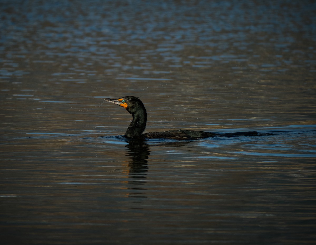 Double-crested Cormorant - ML616870143