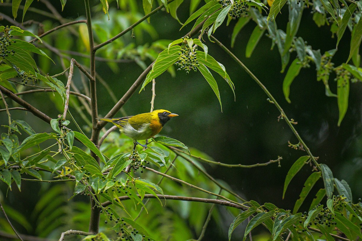 Guira Tanager - ML616870147