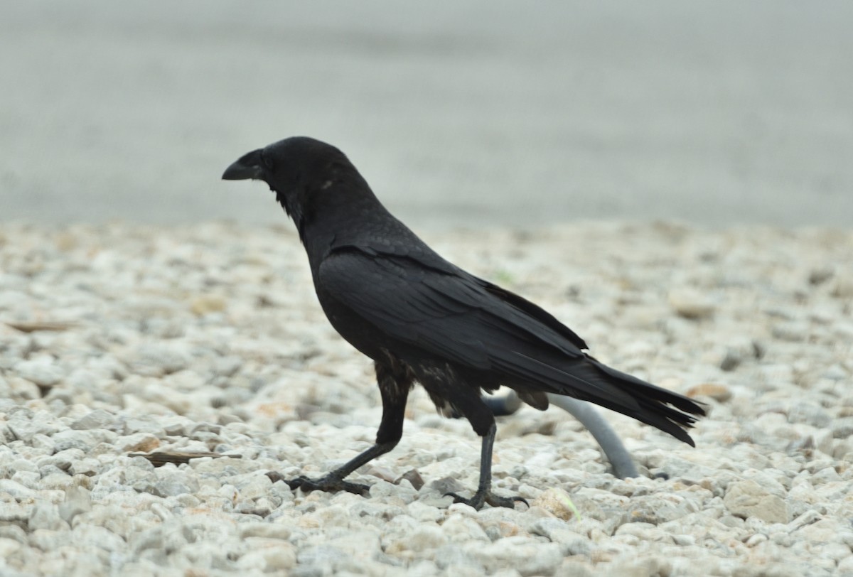Chihuahuan Raven - Steve Goodbred