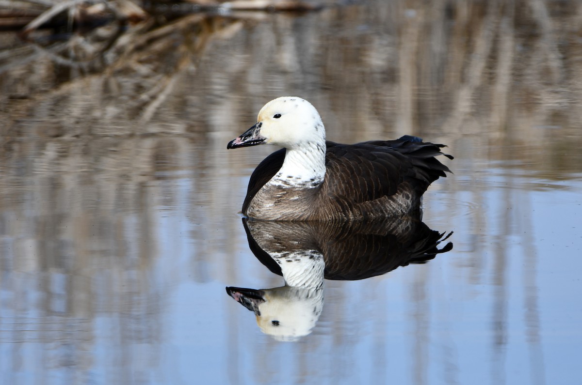 Snow x Canada Goose (hybrid) - ML616870187