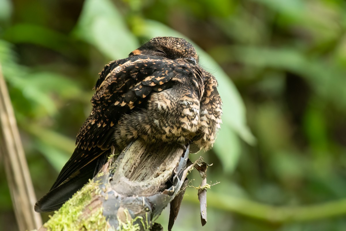 Lyre-tailed Nightjar - ML616870252