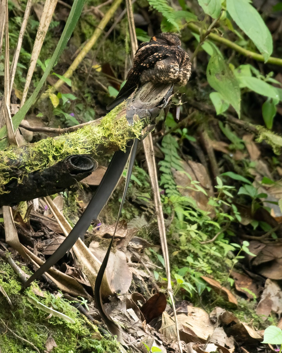 Lyre-tailed Nightjar - ML616870254