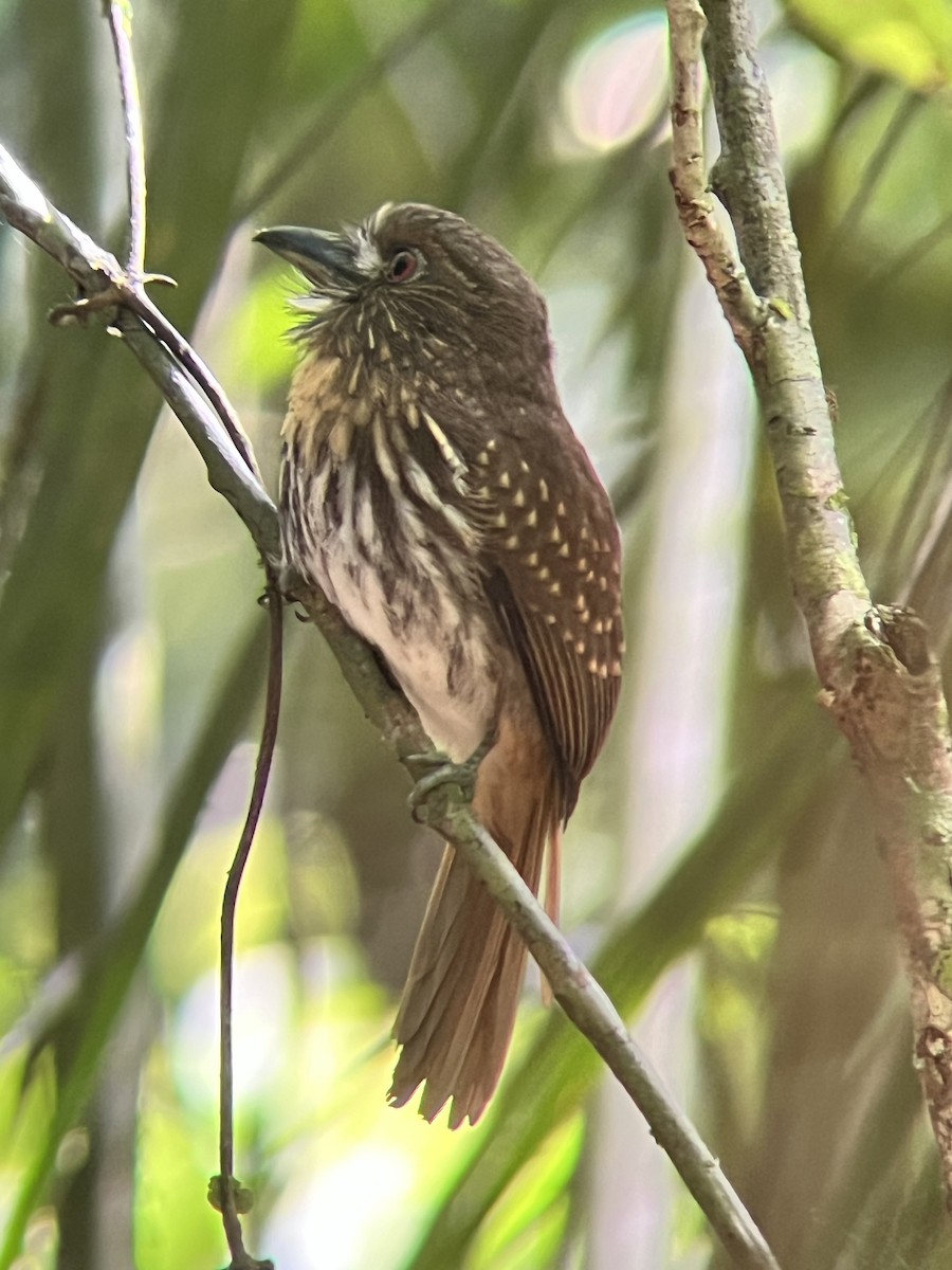 White-whiskered Puffbird - ML616870257