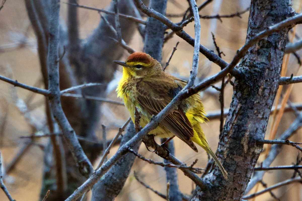 Palm Warbler - ML616870386