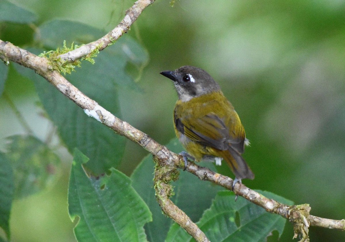 Clorospingo Común (grupo postocularis) - ML61687041