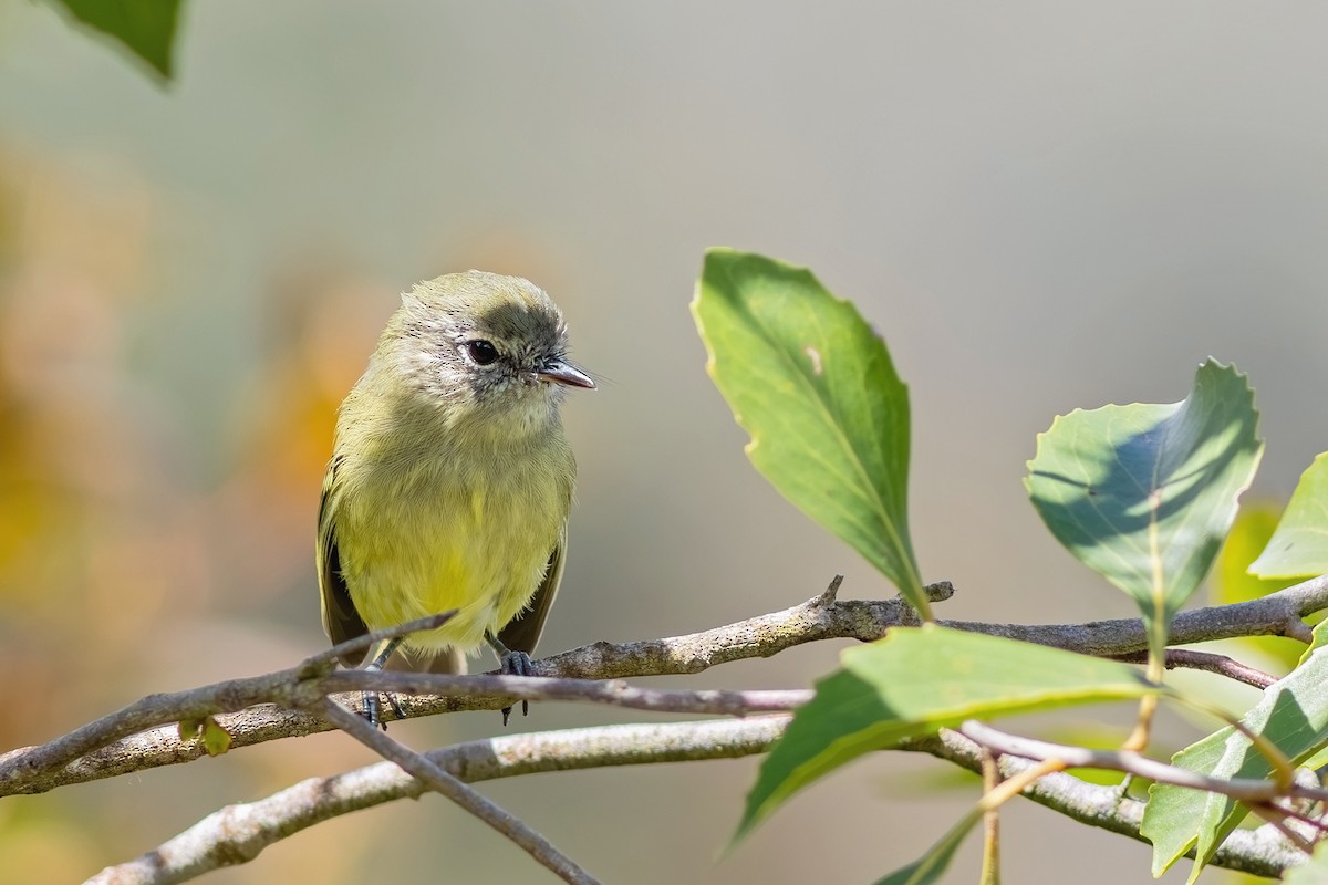 Mottle-cheeked Tyrannulet - ML616870458