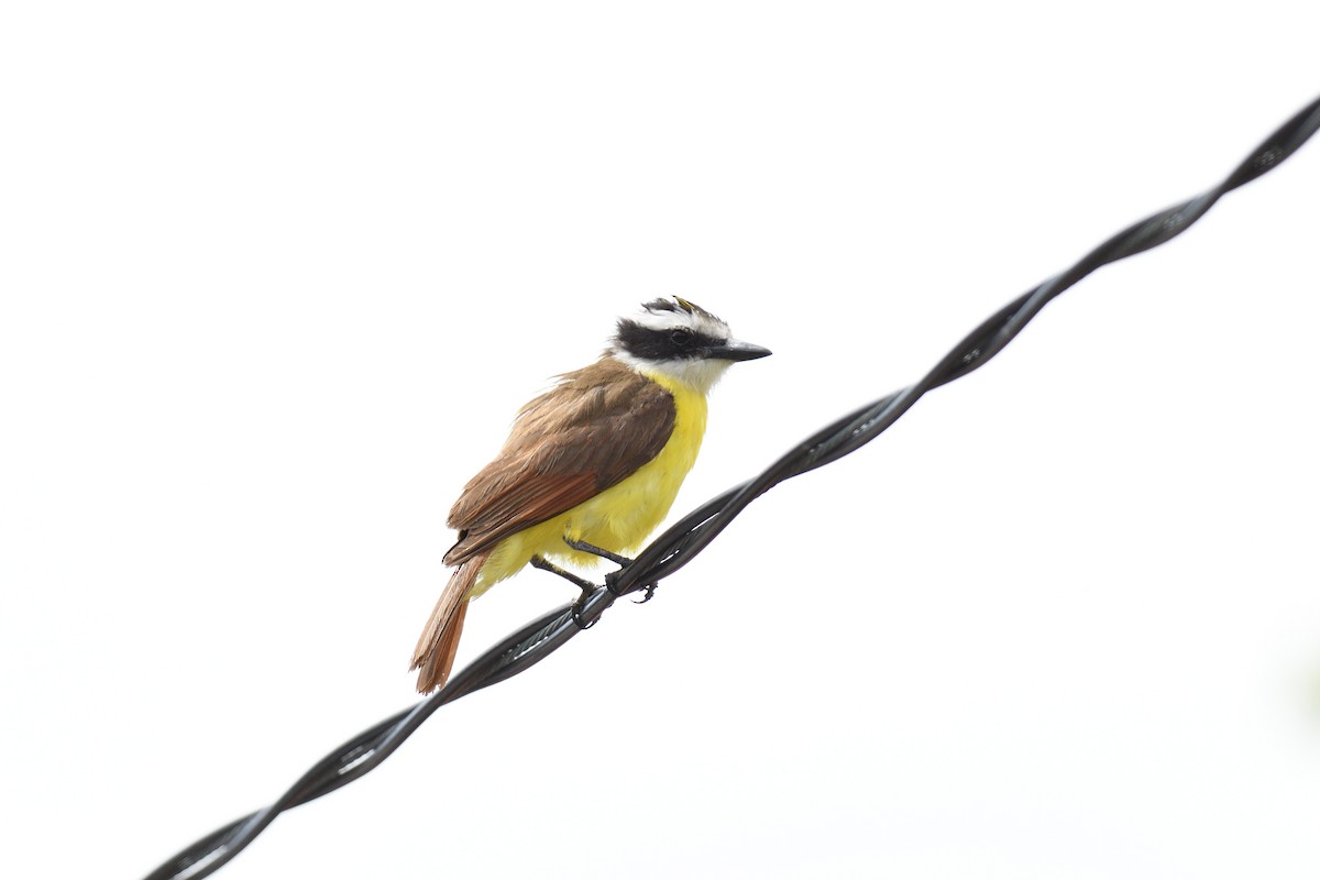 Great Kiskadee - terence zahner