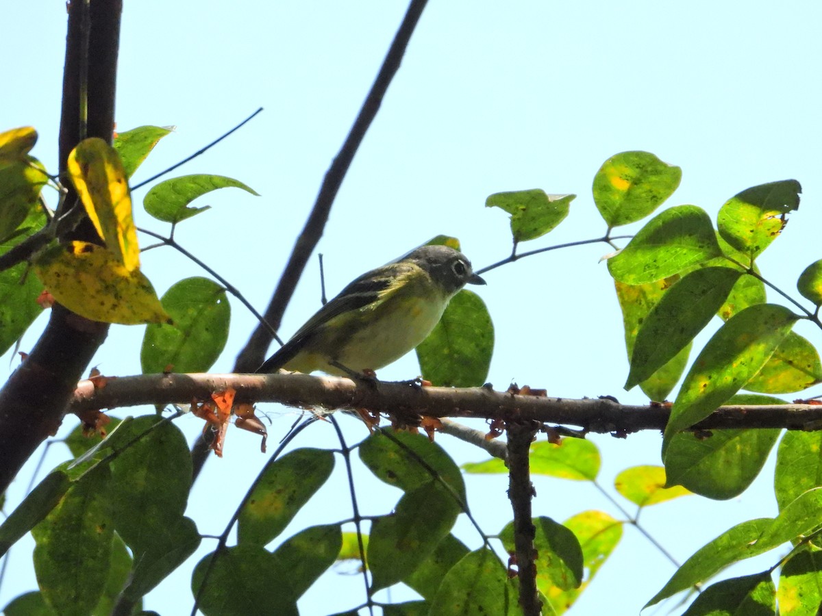 Cassin's Vireo - ML616870518