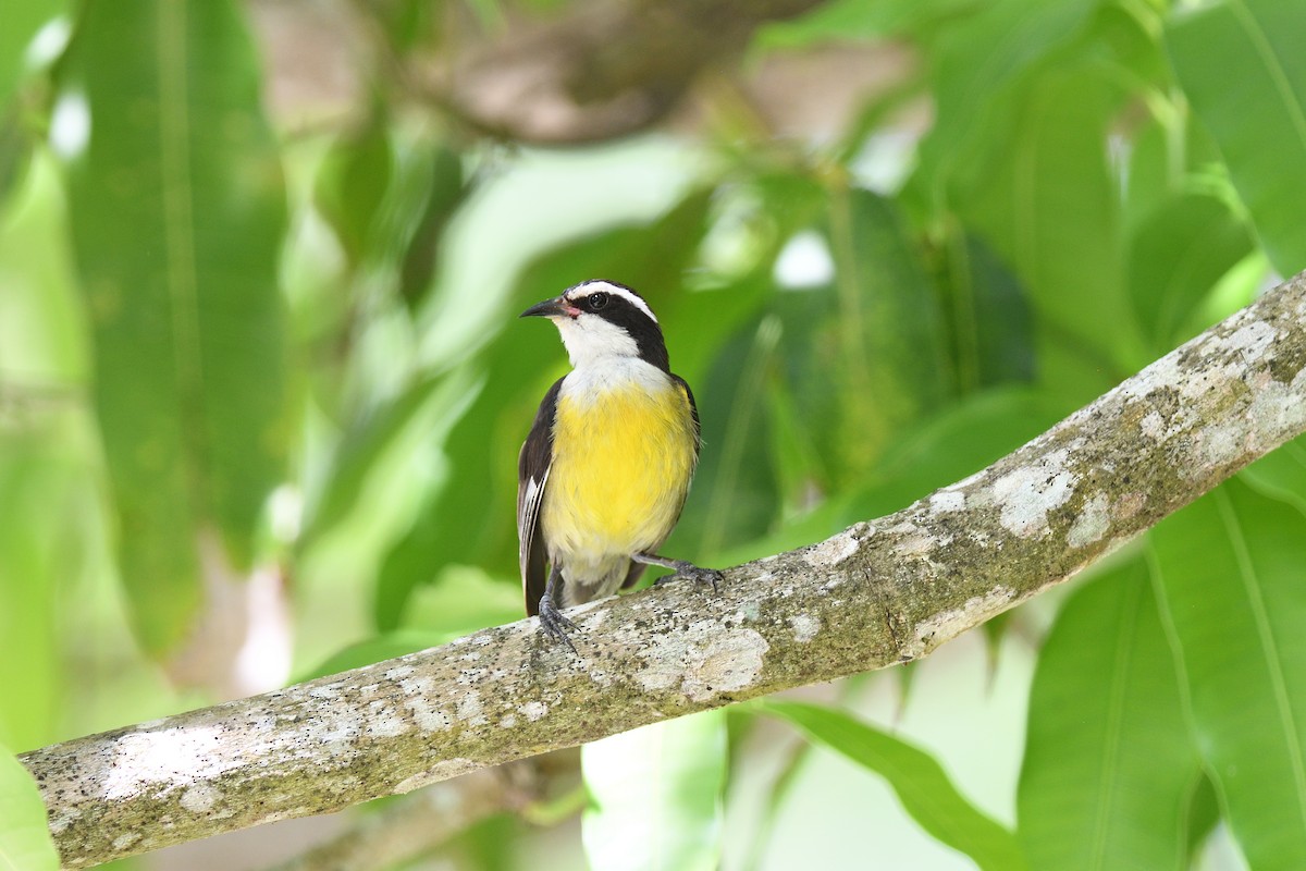 Bananaquit (Cozumel I.) - terence zahner