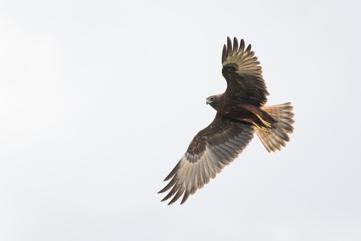 Swamp Harrier - ML616870555