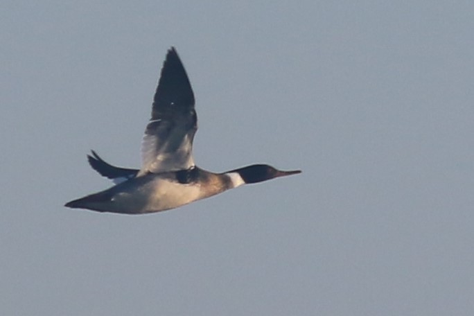 Red-breasted Merganser - Jennifer Allison