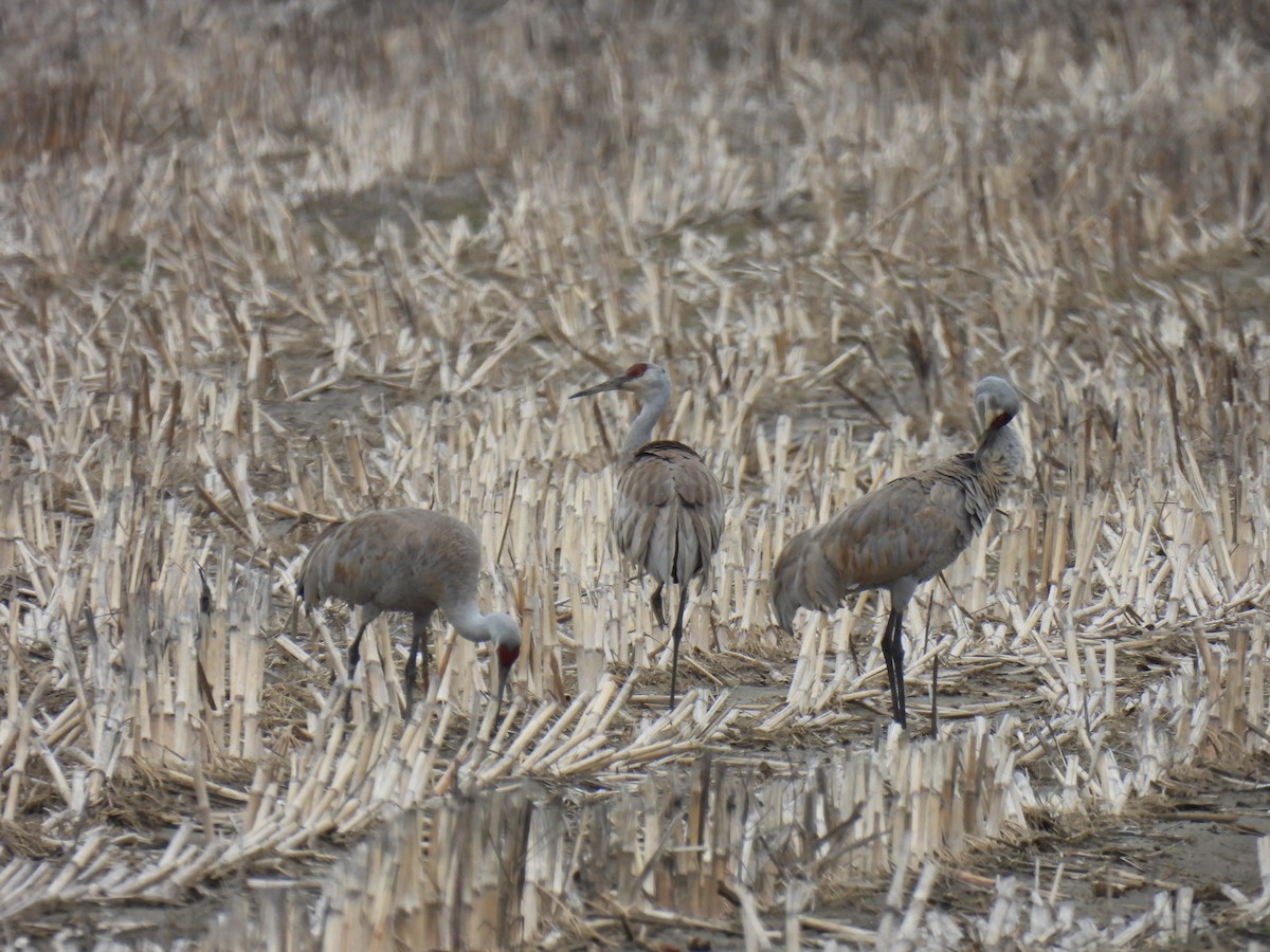 Sandhill Crane - ML616870614