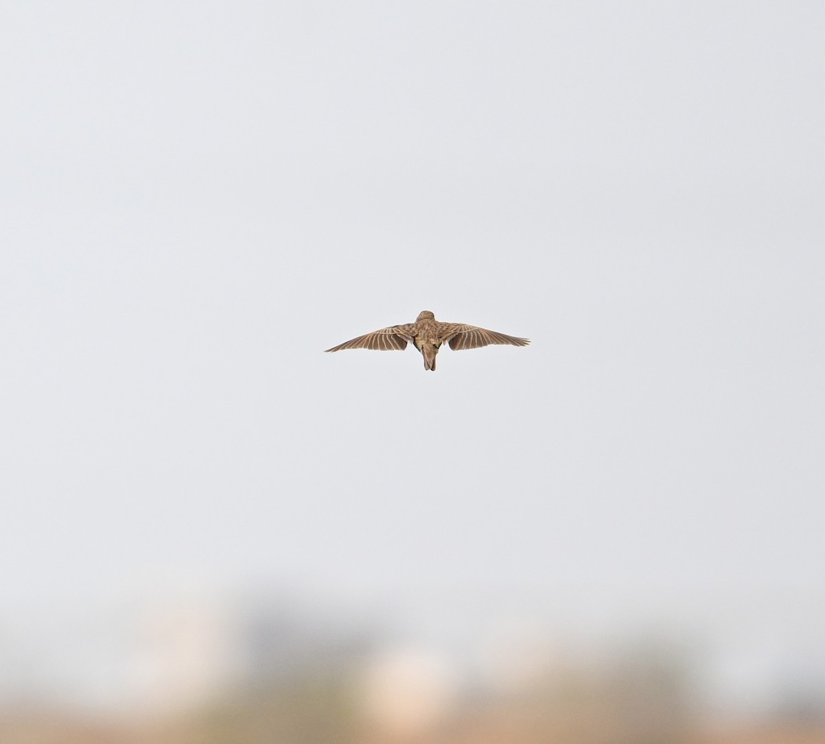 Singing Bushlark (Singing) - ML616870639