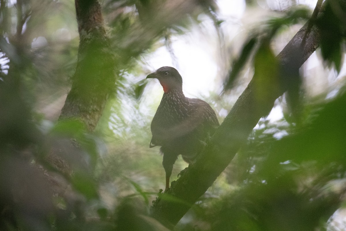 Band-tailed Guan - ML616870646