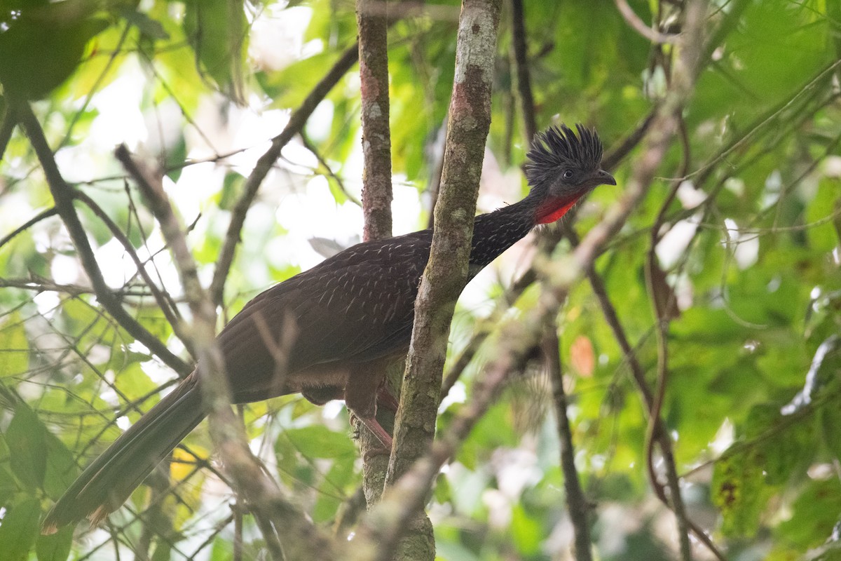 Band-tailed Guan - ML616870647