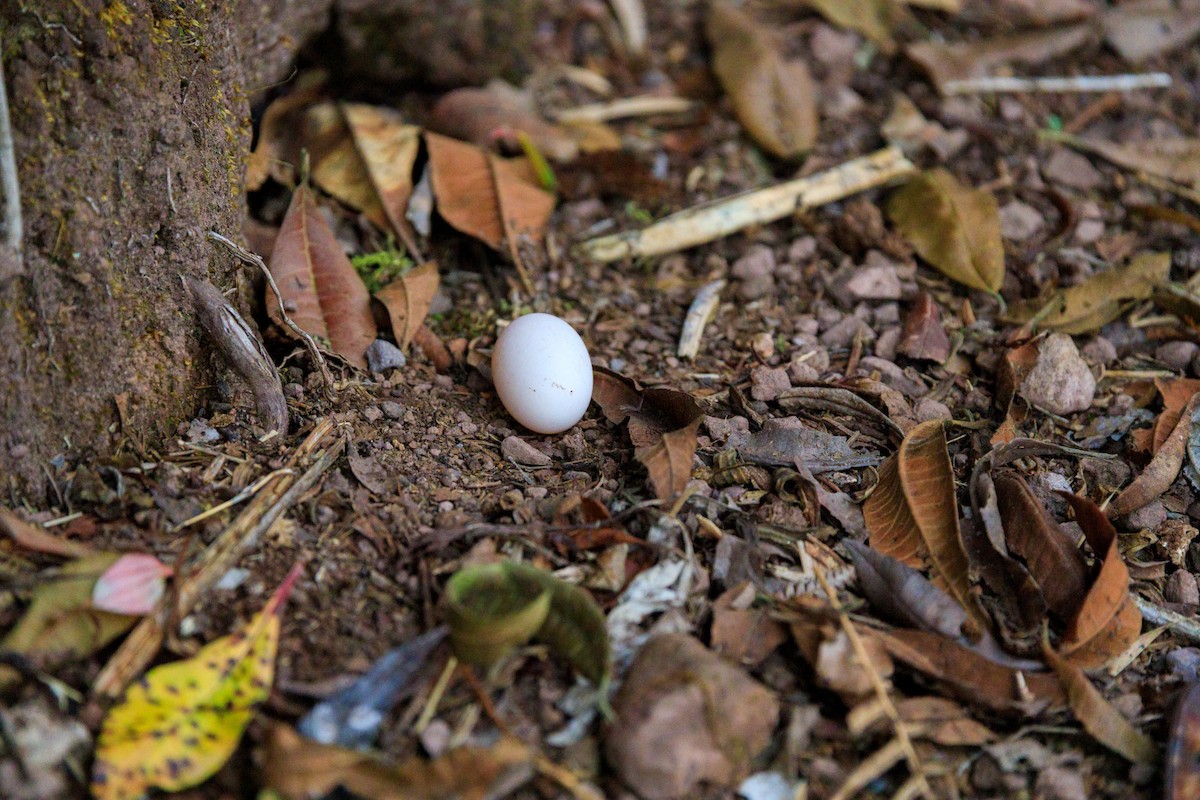 Band-winged Nightjar - Oscar David Solano