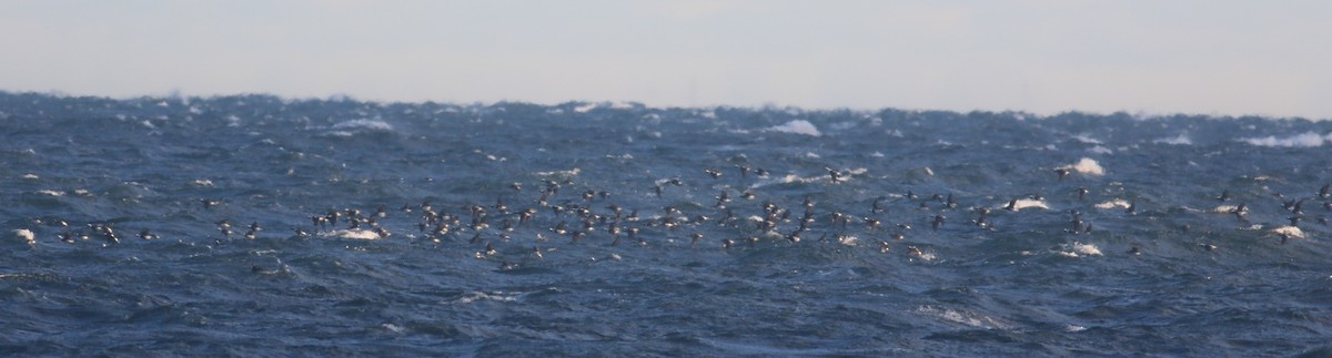 Long-tailed Duck - Jennifer Allison