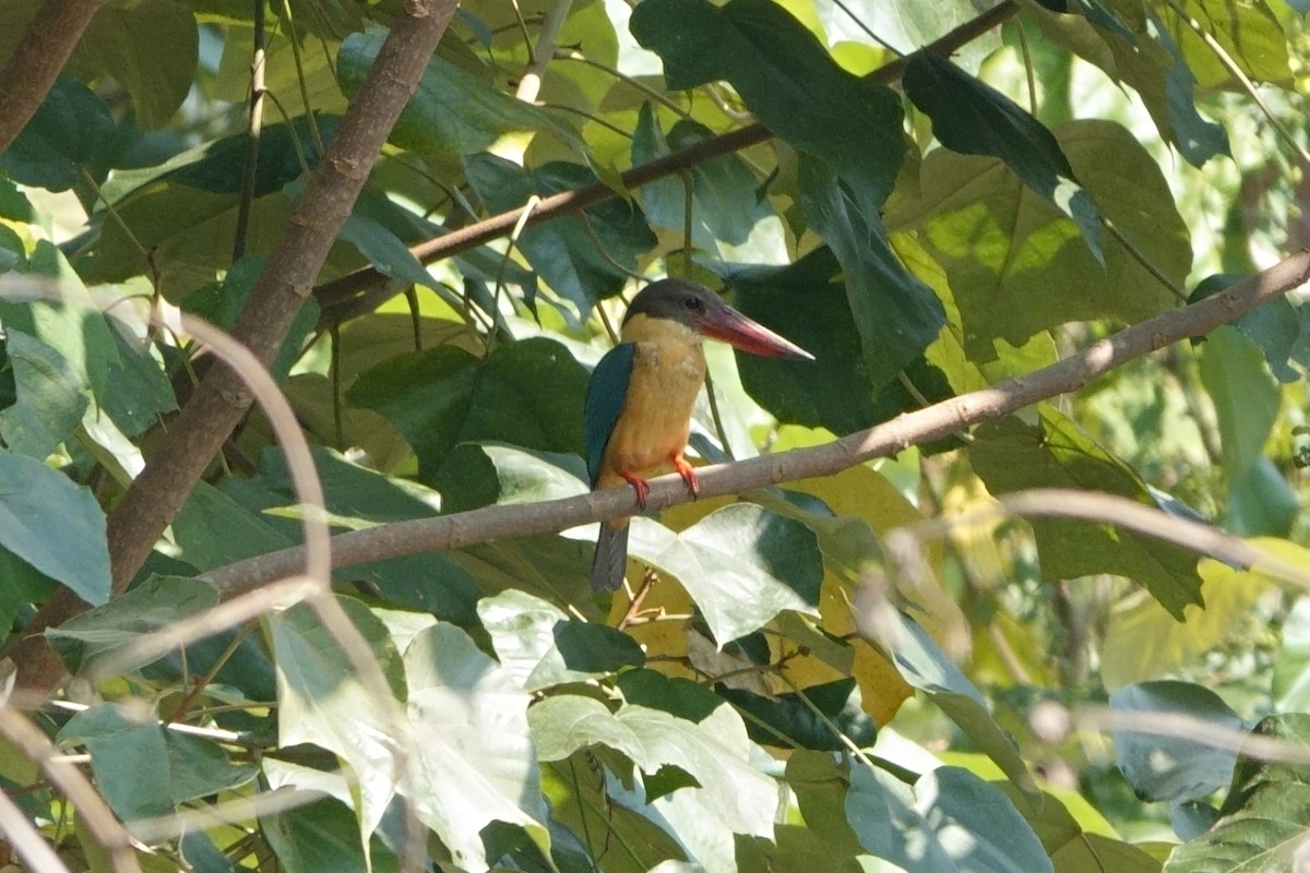 Stork-billed Kingfisher - ML616870692