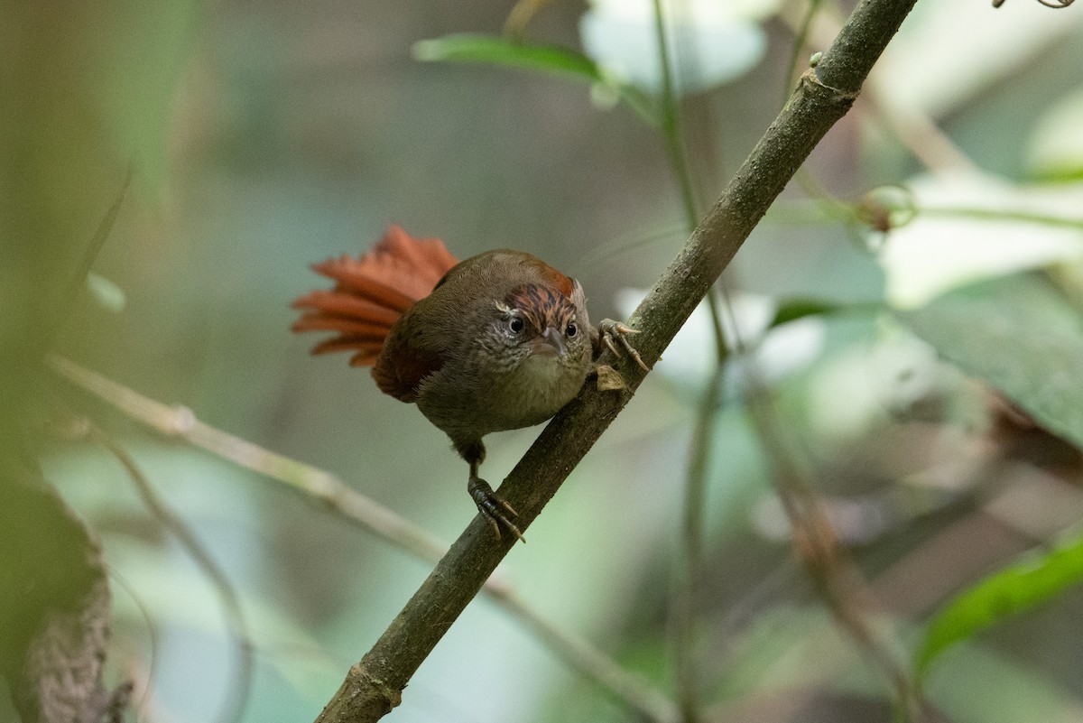 Streak-capped Spinetail - ML616870703