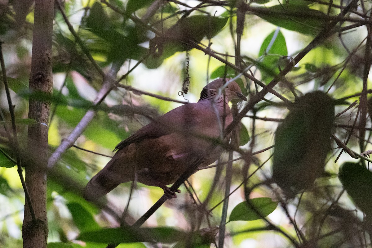 Lined Quail-Dove (linearis) - ML616870714