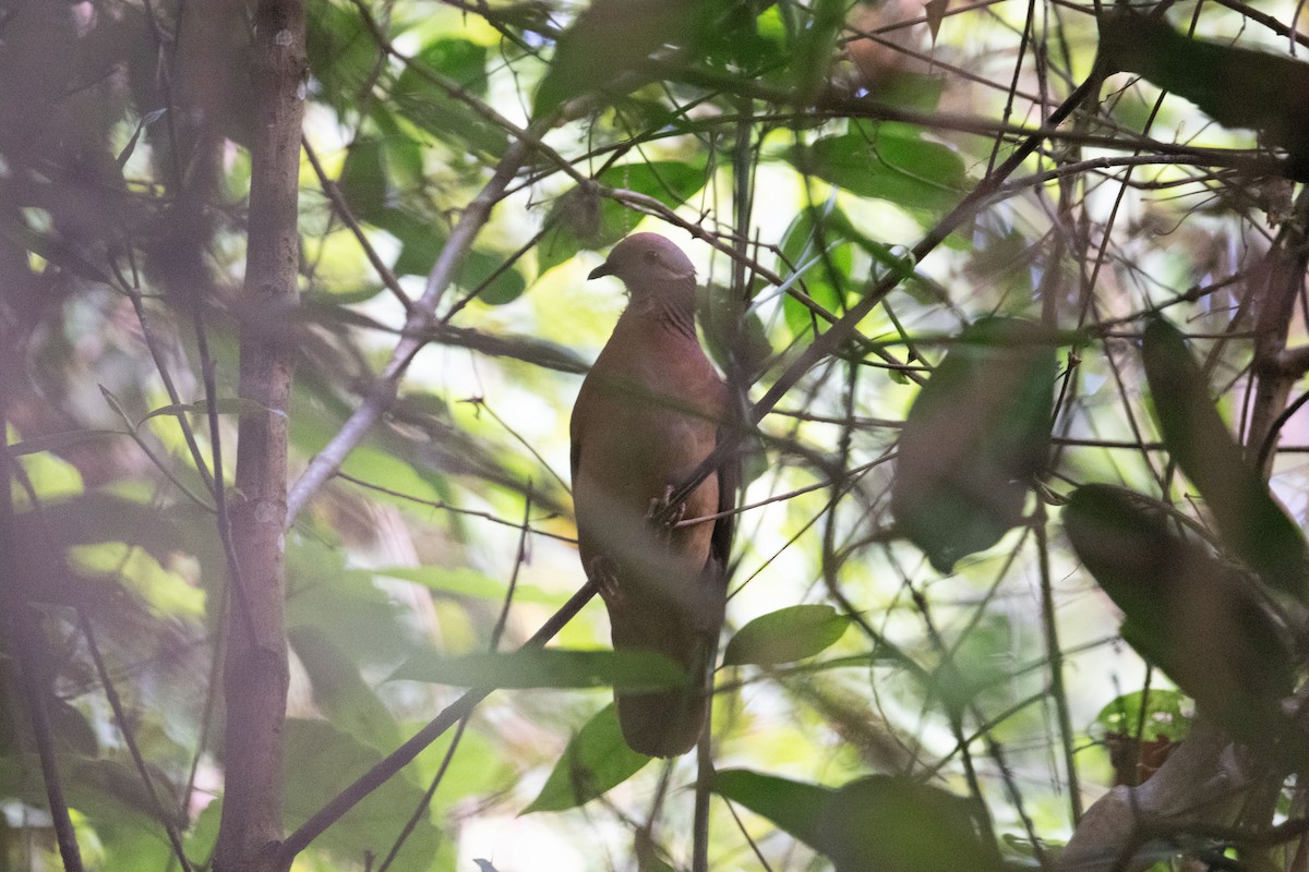 holub venezuelský (ssp. linearis) - ML616870716