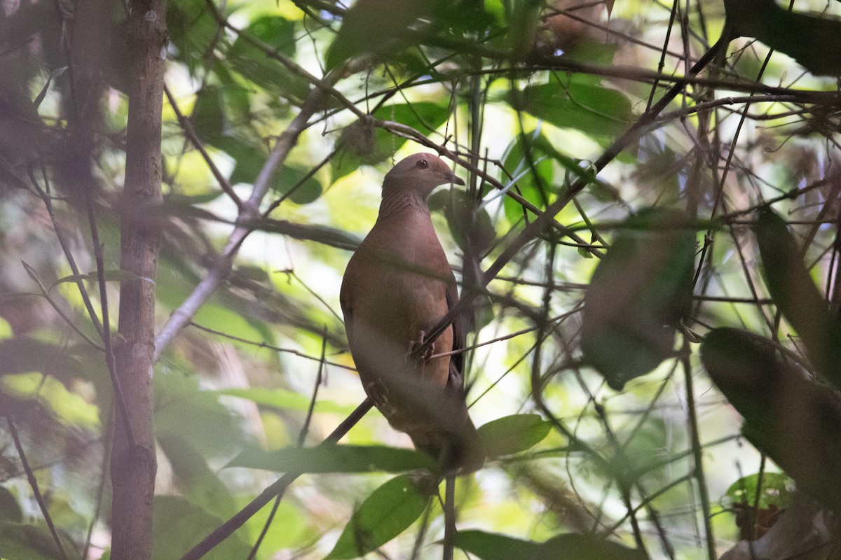 holub venezuelský (ssp. linearis) - ML616870727