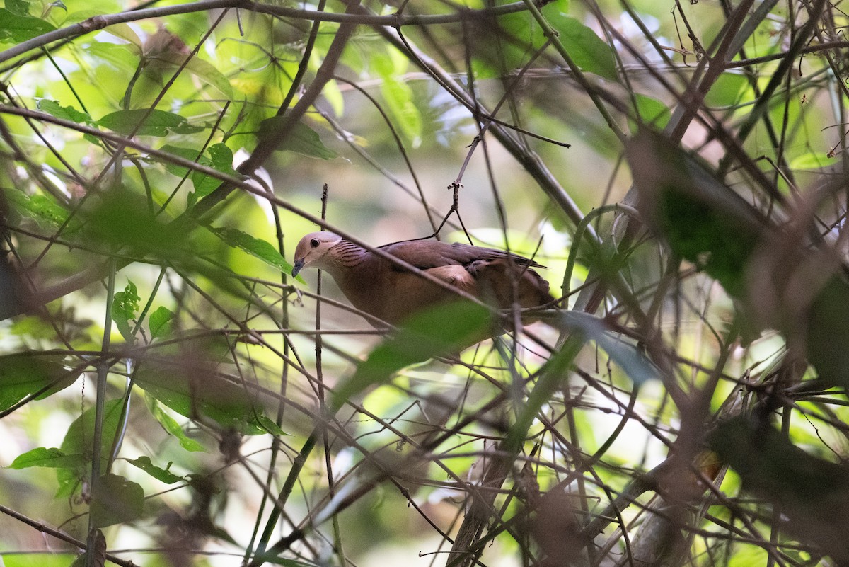 holub venezuelský (ssp. linearis) - ML616870731
