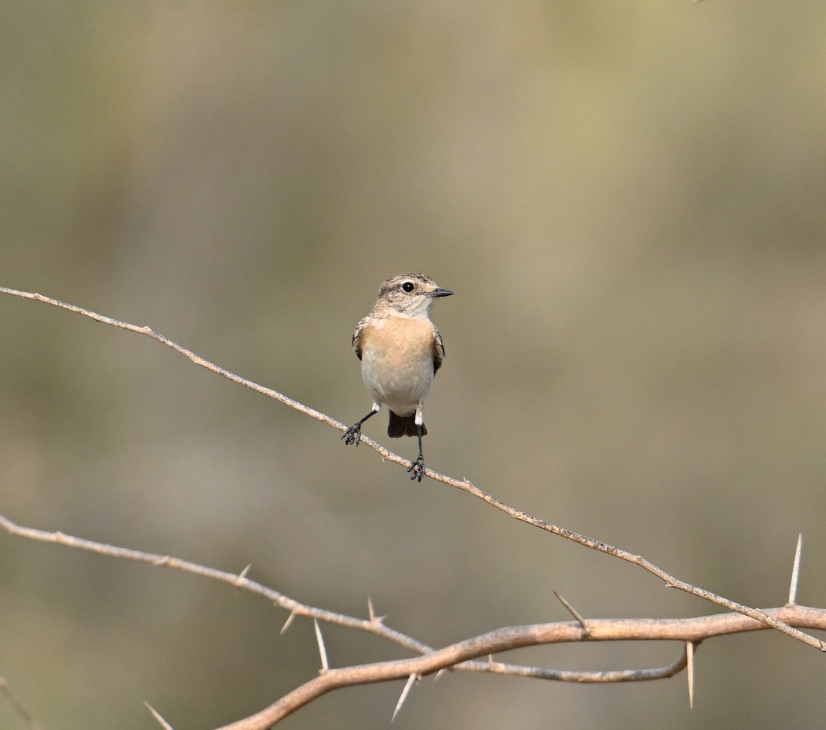 Siberian Stonechat - David Darrell-Lambert