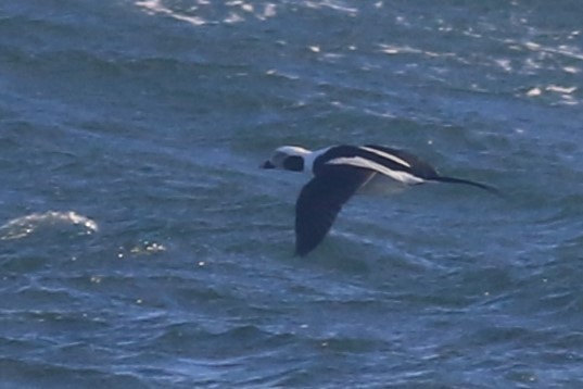 Long-tailed Duck - ML616870753