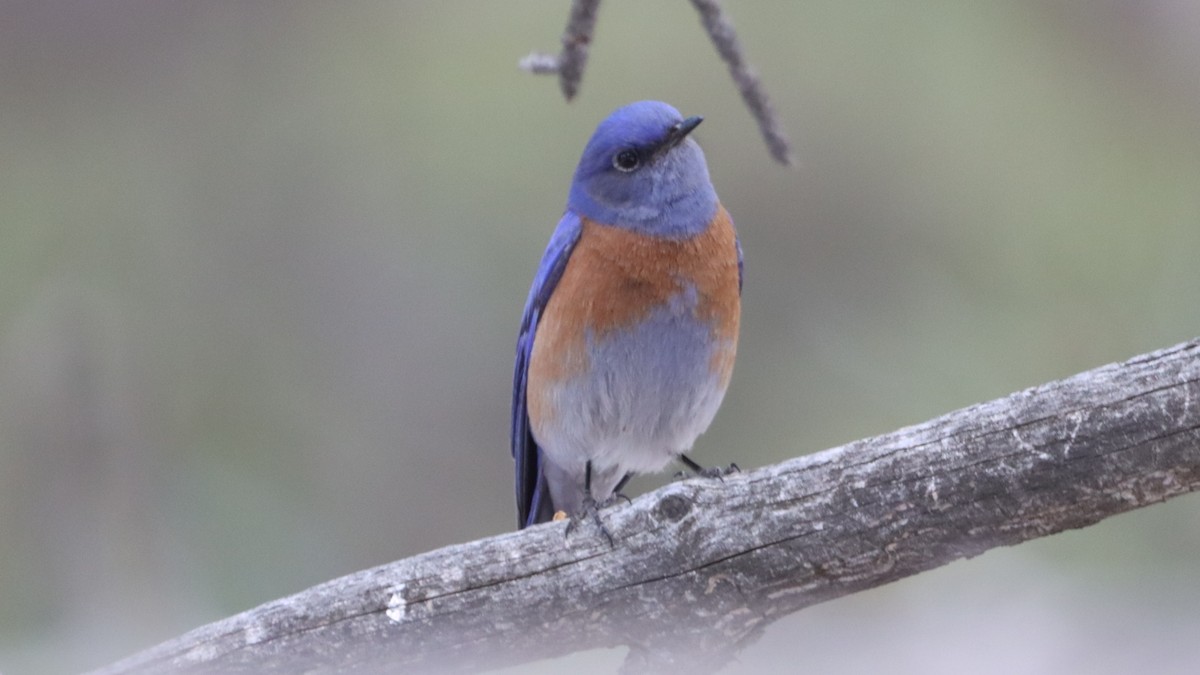 Western Bluebird - Bez Bezuidenhout